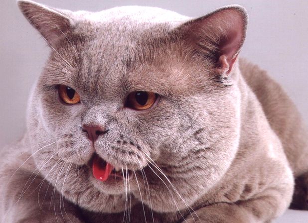 А британські кішки мають більш круглу форму голови, добре позначені вилиці, «розкинуті по плечах» щоки
