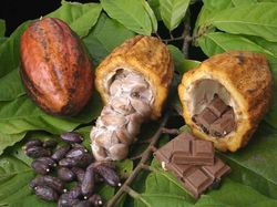 До   Акао-масло має стійкий впізнаваний аромат шоколаду, адже саме воно є його головним компонентом, є жирова речовина світло - жовтого (білуватого) кольору