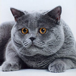 Британські кішки досить популярні, адже вони відрізняються спокійним характером і привабливою зовнішністю